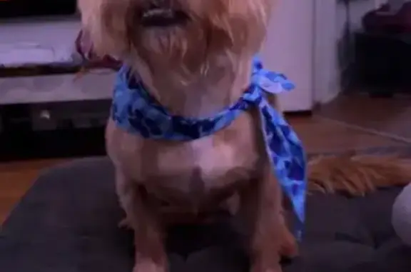 Lost Jack Russell/Yorkie Mix in Memphis