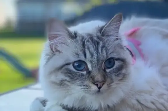 Lost Fluffy Siberian Cat on Dunston St