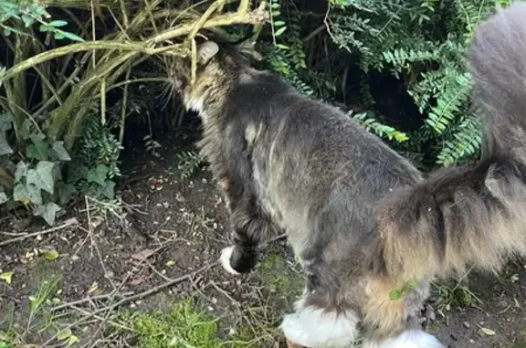 Animaux trouvés Reichshoffen, photo: Chat tricolore trouvé, Rue des Cuirassiers