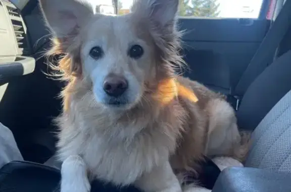 Lost Dog: Bentley/Benny in Phoenix