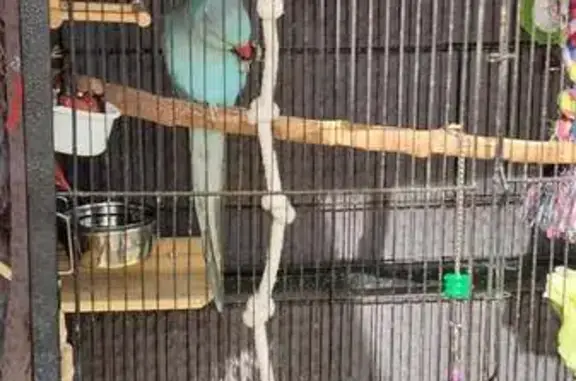 Lost: Bright Blue Parrot in Adelaide