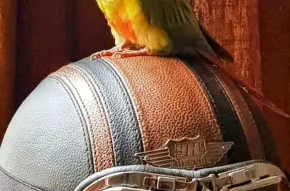 Conure perdue à Quimper, rue Jean Jaurès - photo