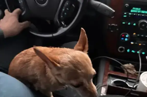 Help Find Charro: Lost Chihuahua in Afton
