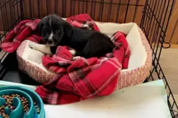 Lost Puppy: Black & White, Hwy 60 Area