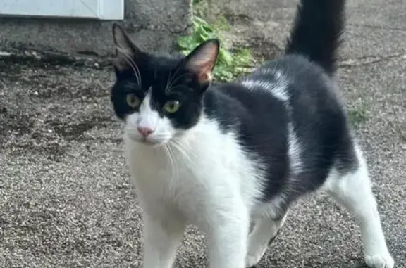 Chat perdu, Villeneuve, photo: Chat perdu : 2,5 ans, noir/blanc, queue cassée