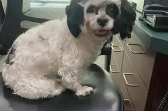 Lost Dog: White & Black, Burnside St, Prov