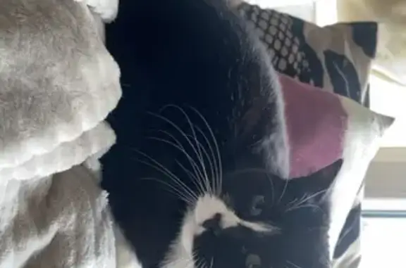 Chat perdu, Cormontreuil, photo: Chat perdu, maigre, Cormontreuil 4e