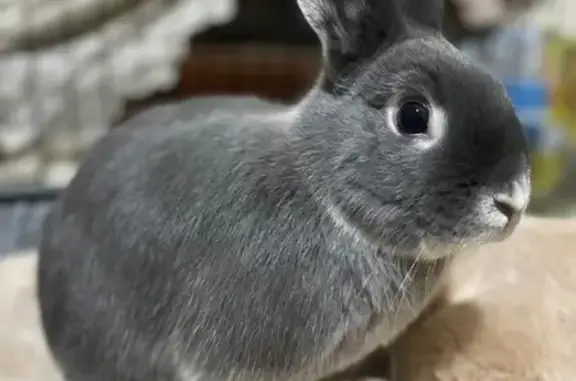 Lost pets Melbourne, photo: Lost Grey Rabbit on Plenty Road, Melbourne