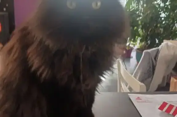 Animaux perdus Écrouves, photo: Chat perdu noir/gris yeux orange Écrouves
