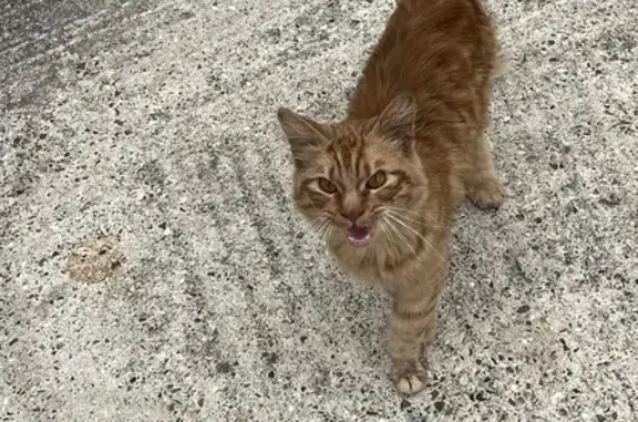 Animaux trouvés , photo: Chat roux amical trouvé à Veulettes-sur-Mer