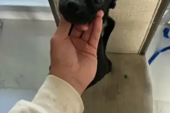 Missing dog Richardson, photo: Help Find Pancho: Missing Friendly Dog