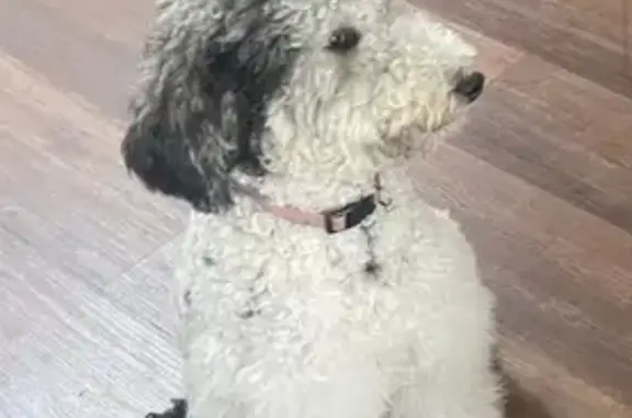 Lost Dog: White with Black Spots in Haines