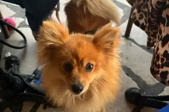 Scarlette, spitz marron perdue à Cuges - photo