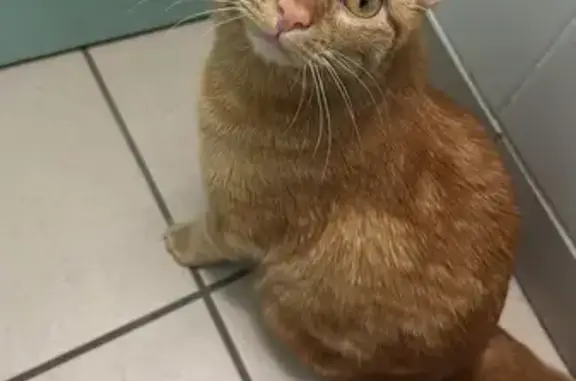 Animaux perdus Montpellier, photo: Chat roux Tigrou perdu à Montpellier