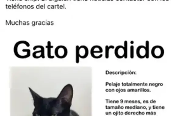 ¡Ayuda! Gatito Negro Perdido en Santa Marta