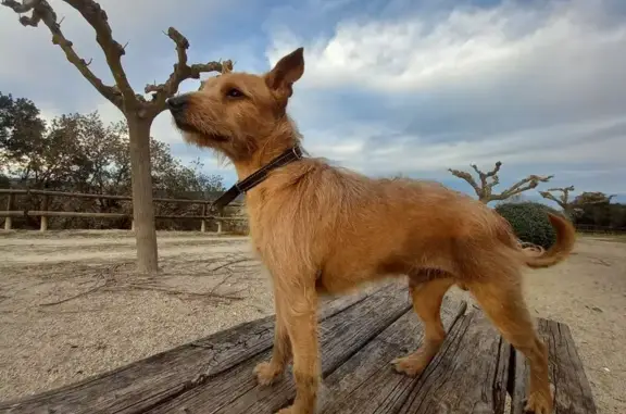 Perro Marrón Perdido en La Pobla del Duc