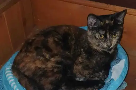 Chat perdue, sociable, pucée à Chenôve - photo