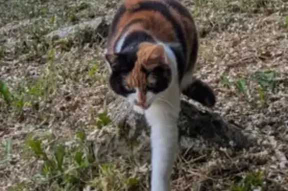 Chat perdu, Barberaz, photo: Chatte tricolore perdue à Barberaz