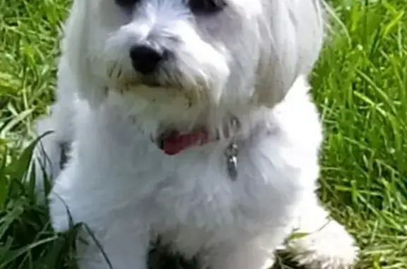 Chien perdu Guingamp, photo : Chien perdue à Guingamp, tatouée/pucée