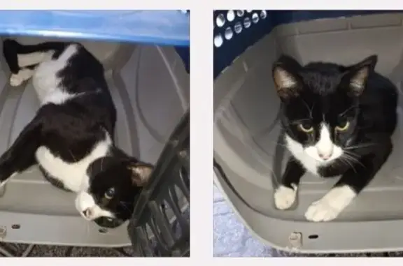 gato encontrada