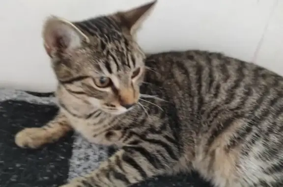 Animaux perdus Brassac-les-Mines, photo: Chatte tigrée perdue à Brassac-les-Mines