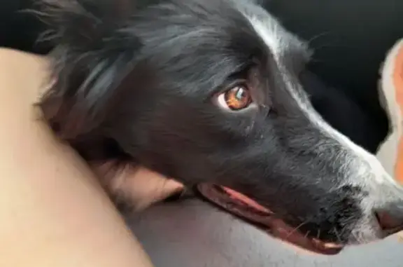 Animaux trouvés , photo: Chienne Border Collie trouvée à Aydat