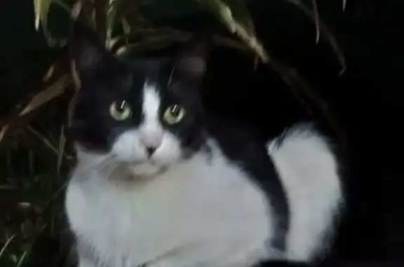 ¡Ayuda! Gatita Blanco y Negro Perdida