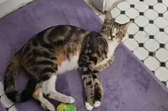 Lost: Brown Tabby Cat Jojo in Hollywood