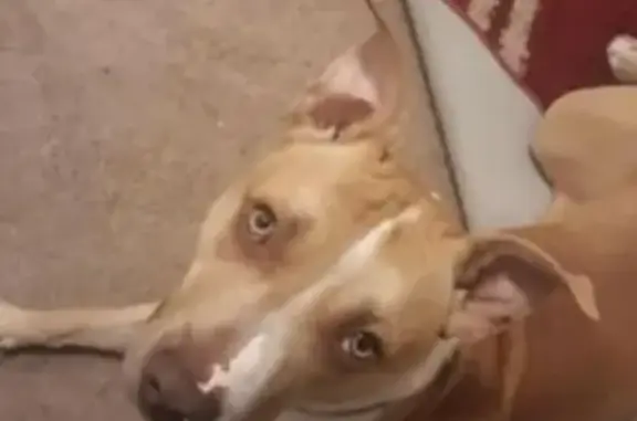 Lost Tan & White Pit Mix: Help Find Siren