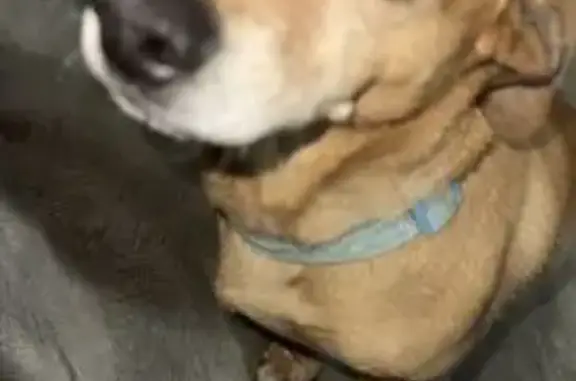 Perro Perdido en CDMX: Canoso y Cariñoso