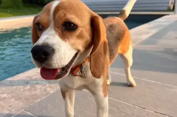 Animaux trouvés , photo: Chienne Beagle trouvée à Cervens