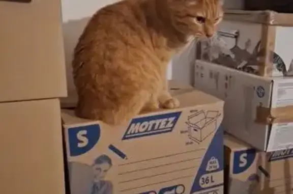 Chat perdu, Houdan, photo: Chat roux tigré disparu à Houdan