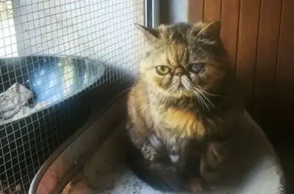 Chatte perdue, écaille de tortue, Béziers - photo