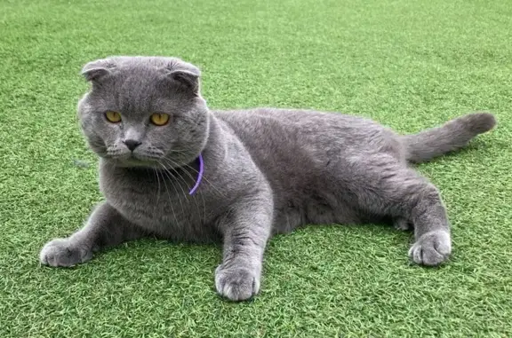 Gato perdido en Carrer de la Retrama, 26