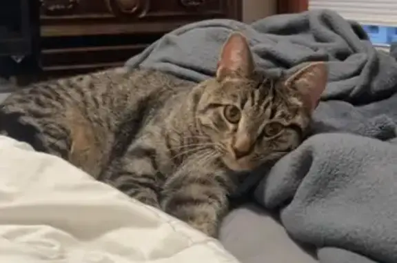 Lost Cat: Gray & Black, Orange Eyes