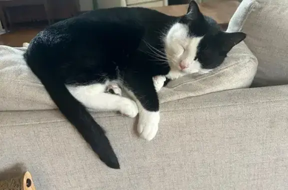 Lost Cat: Friendly Black & White in Dublin