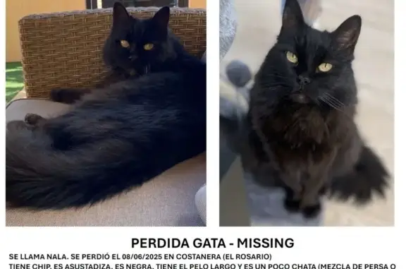 Gata Negra Perdida en El Rosario: Pelo Largo
