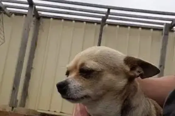 Lost Chihuahua in St Albans - Help!