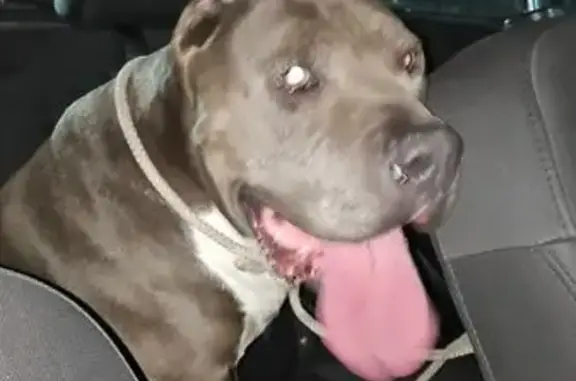 Pitbull Gris Perdido en San Antonio Tecómitl