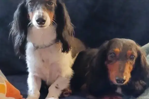 Lost Dachshunds: Grizzly & Stella