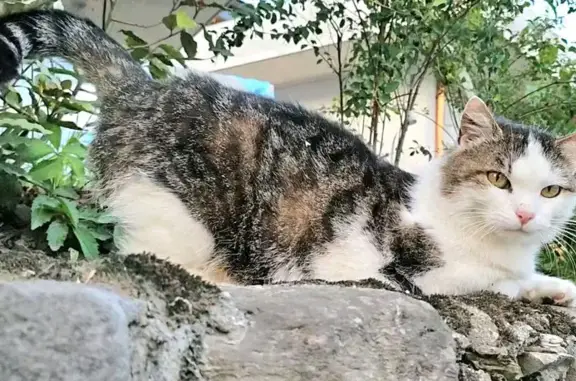 Animaux trouvés Sallanches, photo: Chat blanc-gris blessé, recueilli à Sallanches