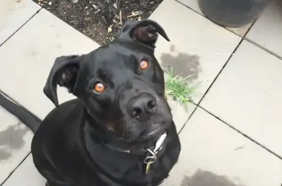 Lost Black Dog on Highbridge Crescent
