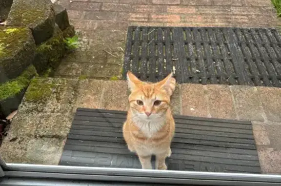 Lost and found pets Columbus, photo: Friendly Orange Tabby Found on Latham Ct