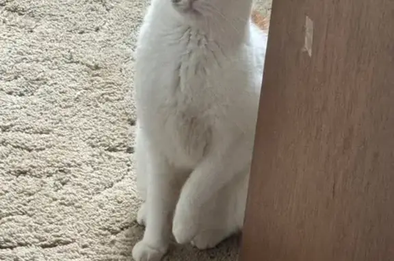 Lost and found pets Holmen, photo: Lost Cat: Spot Next to Nose - Holmen