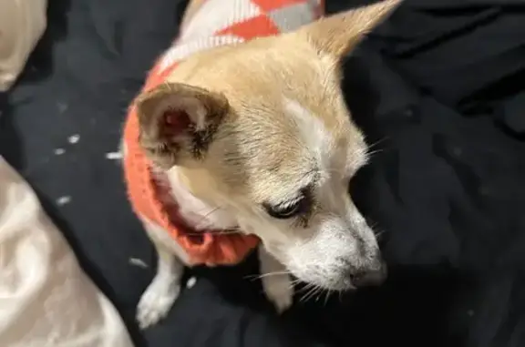 Lost Jack Russell/Chihuahua in Norwood
