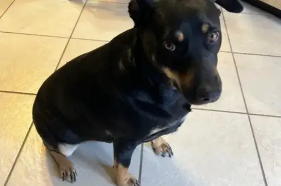 Found: Gentle Rottweiler/Dober...