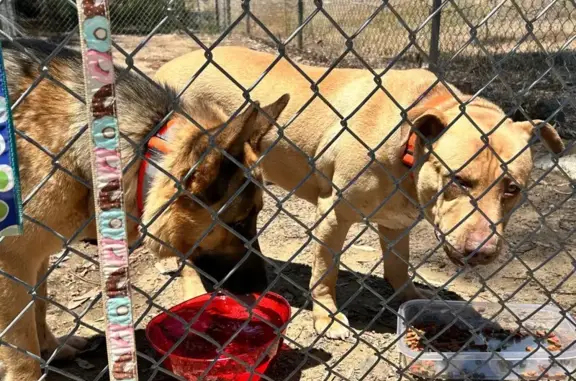 Found Dog with Bright Orange C...