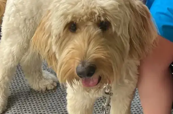 Lost Golden Doodle: Cream, Red Collar