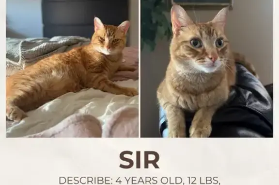 Lost Orange Tabby: Green Eyes, Polka Belly