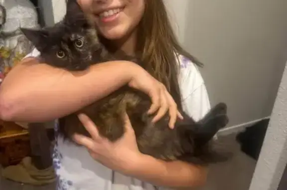 Missing cat Oregon Shores, photo: Lost Friendly Fat Cat, 8 Months, Medford